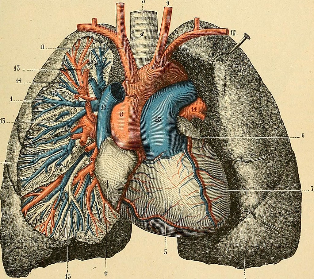 Representación gráfica de los pulmones y el corazón.